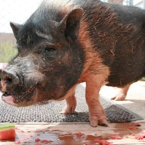 Meet your Posher, Danice